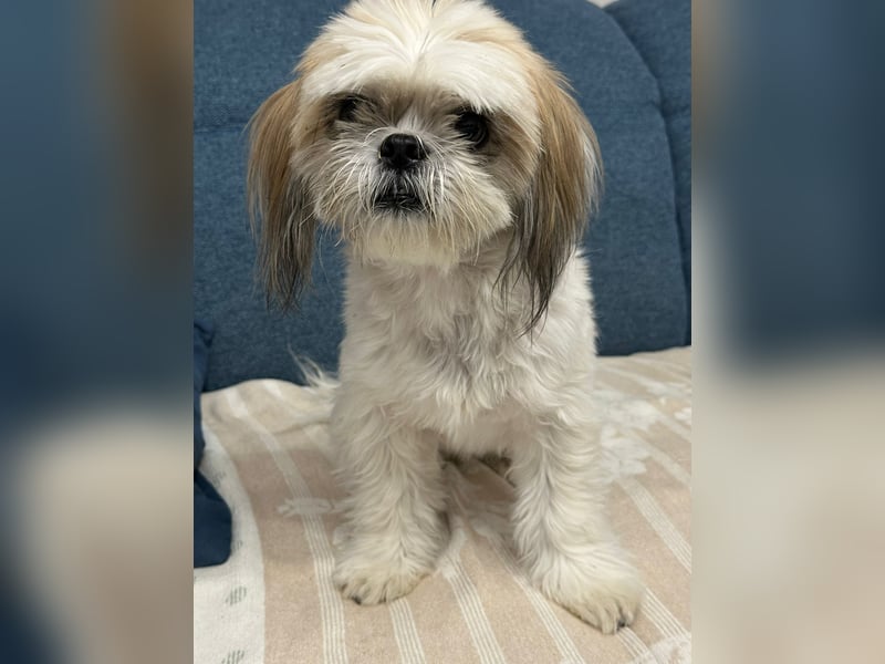 Baxi ein toller Shih tzu