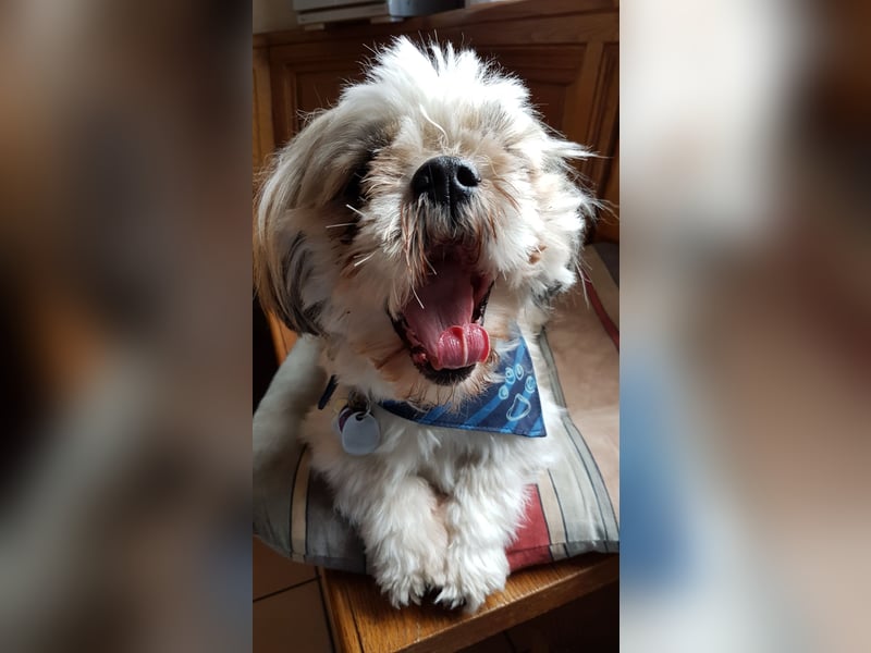 Ich der Sammy von der Hunte möchte euch gerne decken.