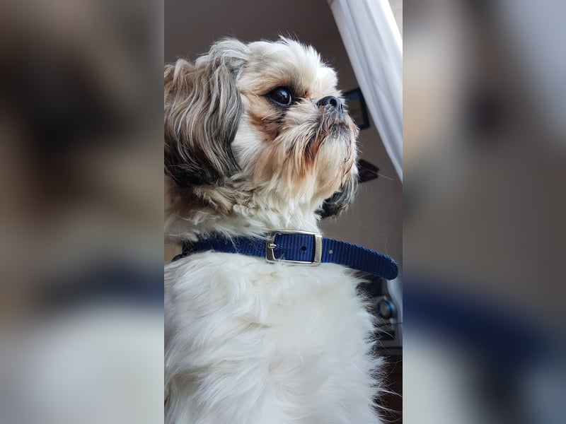 Ich der Sammy von der Hunte möchte euch gerne decken.