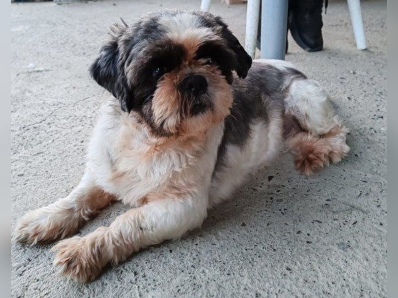 ShihTzu OldLady ♥ Missy ♥ sucht Liebe und Vertrauen