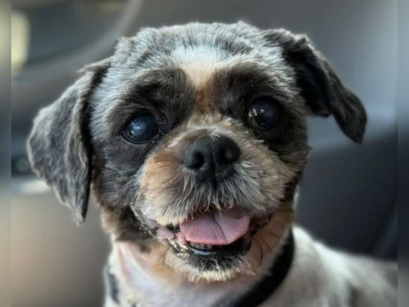 ShihTzu OldLady ♥Missy♥ wartet in 80993 München und sucht Liebe