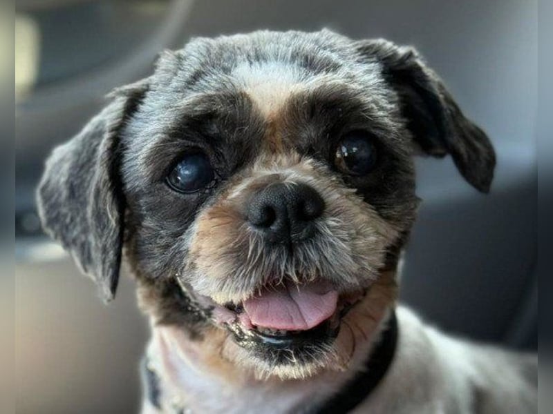 ShihTzu OldLady ♥ Missy ♥ sucht Liebe und Vertrauen