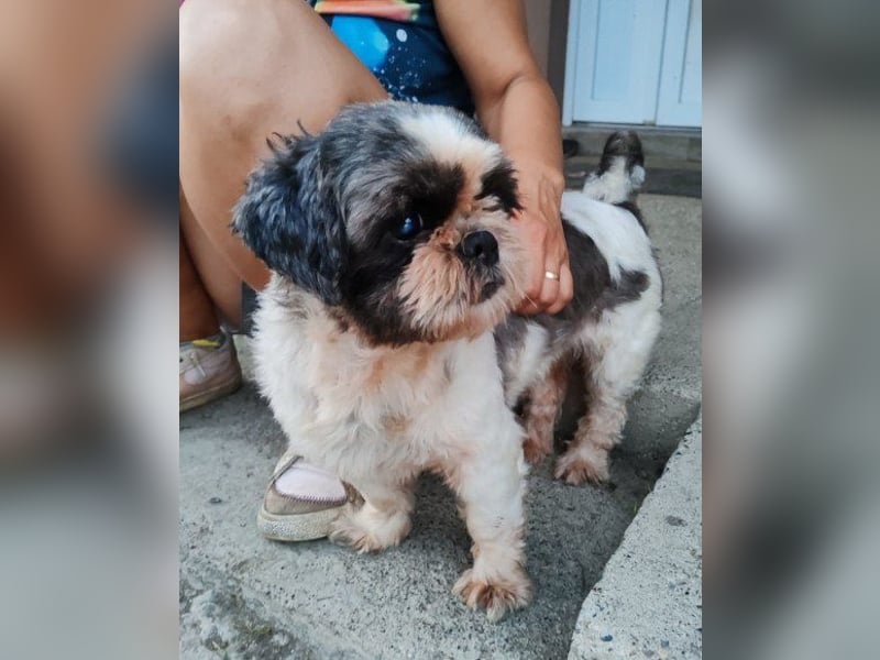 ShihTzu OldLady ♥ Missy ♥ sucht Liebe und Vertrauen