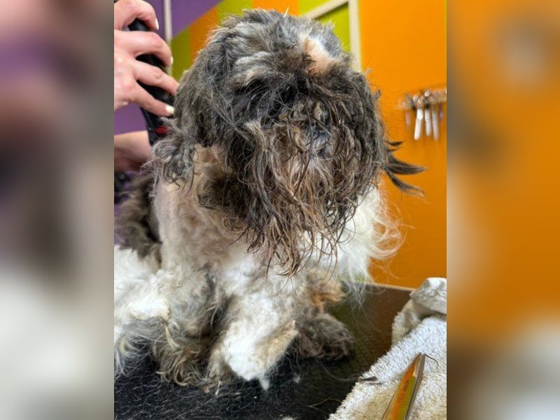ShihTzu OldLady ♥ Missy ♥ sucht Liebe und Vertrauen