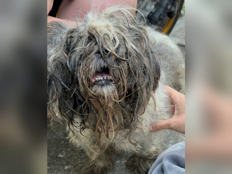 ShihTzu OldLady ♥Missy♥ wartet in 80993 München und sucht Liebe