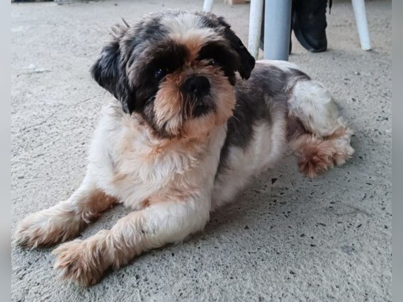 ShihTzu OldLady ♥Missy♥ wartet in 80993 München und sucht Liebe