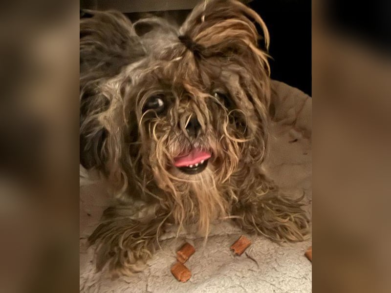 ShihTzu OldLady ♥ Missy ♥ sucht Liebe und Vertrauen