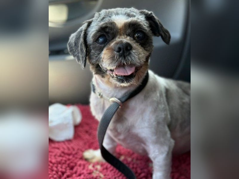 ShihTzu OldLady ♥ Missy ♥ sucht Liebe und Vertrauen