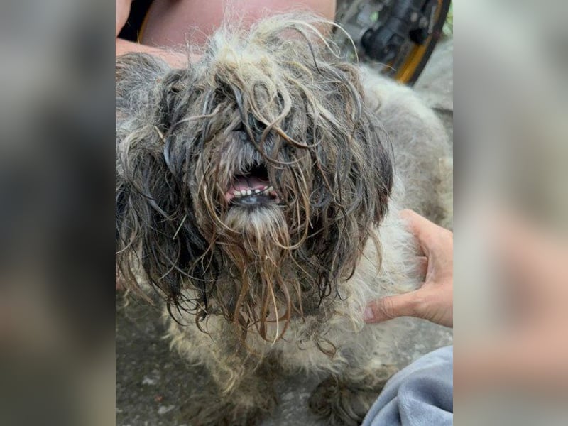 ShihTzu OldLady ♥Missy♥ sucht Liebe ShihTzu OldLady ♥Missy♥ sucht Liebe