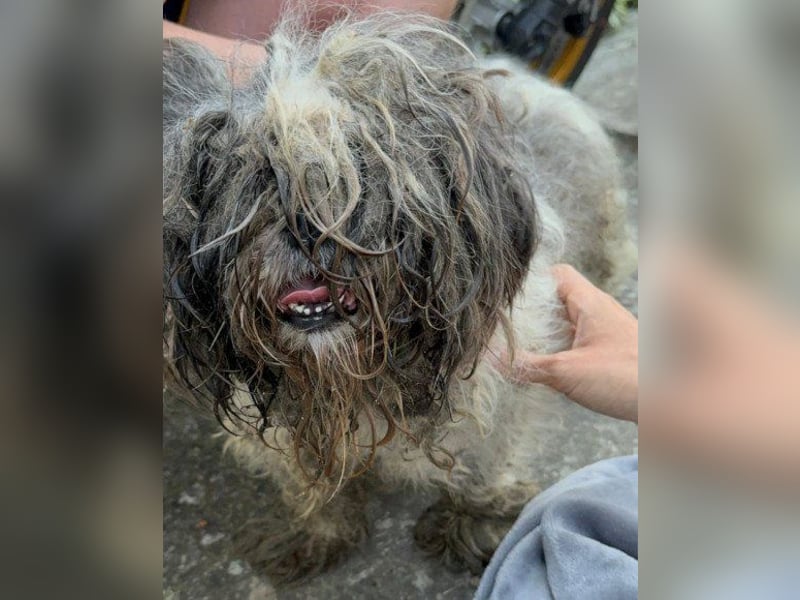ShihTzu OldLady ♥ Missy ♥ sucht Liebe und Vertrauen