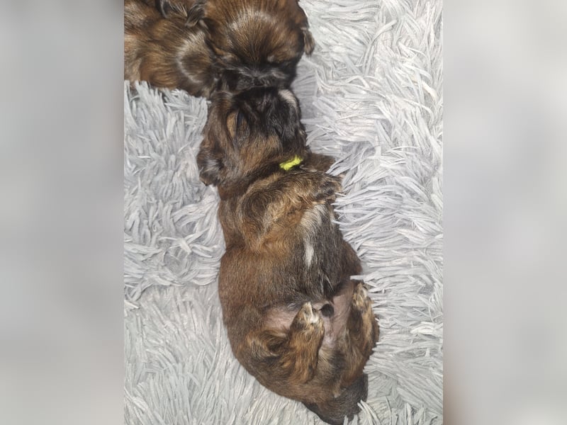 Shih Tzu Welpen