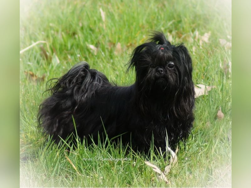Shih Tzu Welpen ab Dezember