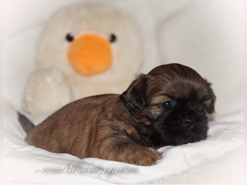 Shih Tzu Welpen ab Dezember
