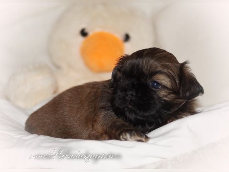 Shih Tzu Welpen aus Vereinszucht