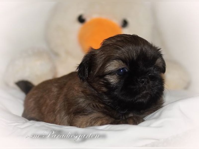 Shih Tzu Welpen aus Vereinszucht