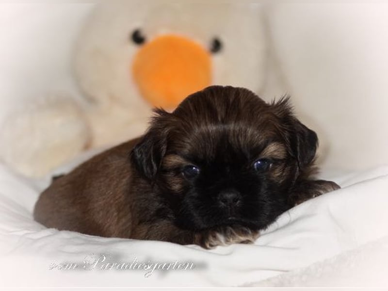 Shih Tzu Welpen aus Vereinszucht
