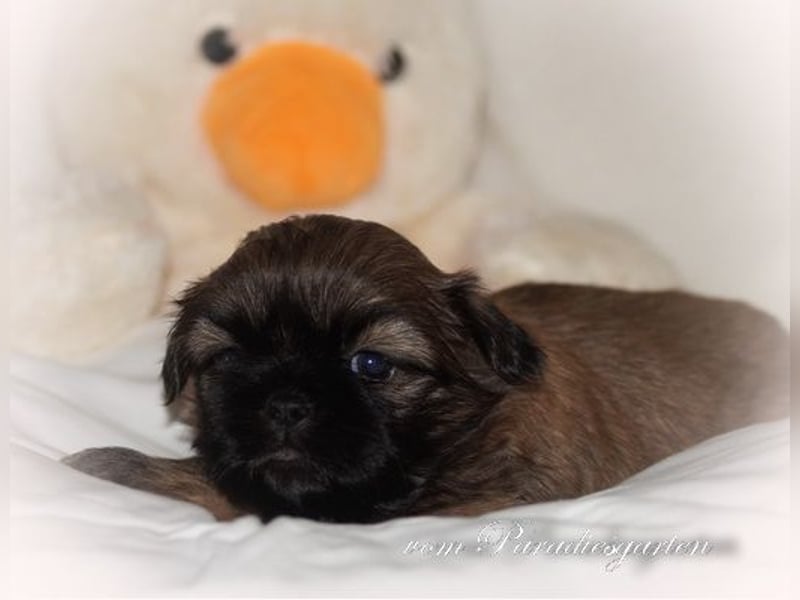 Shih Tzu Welpen ab Dezember