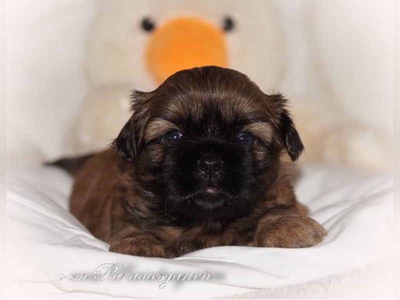 Shih Tzu Welpen aus Vereinszucht