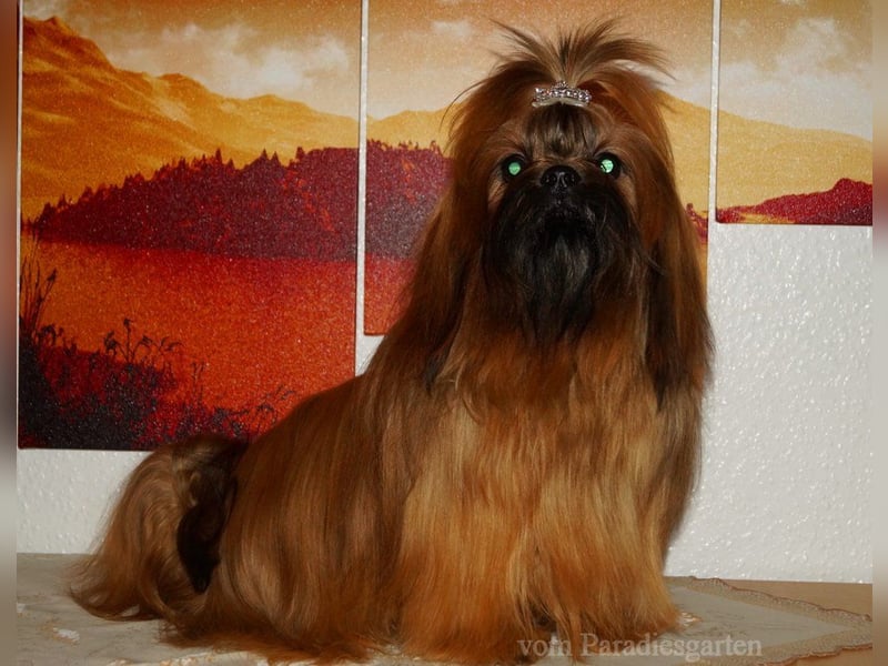 Shih Tzu Welpen aus Vereinszucht