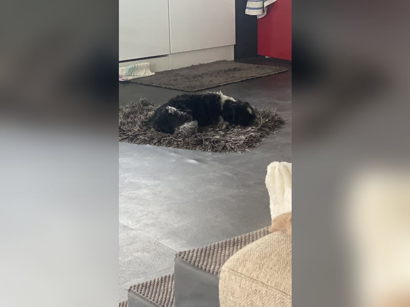 Shit Tzu Mädchen 2 Jahre alt