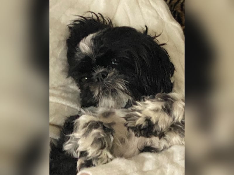 Shit Tzu Mädchen 2 Jahre alt