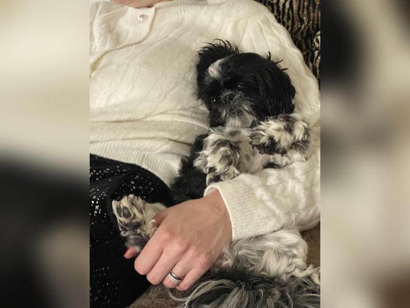 Shit Tzu Mädchen 2 Jahre alt