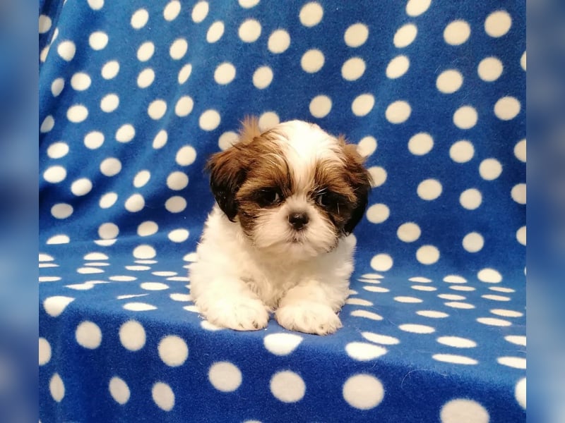 Shih Tzu Welpen