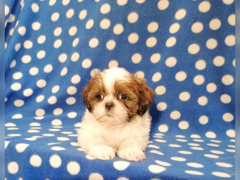 Shih Tzu Welpen