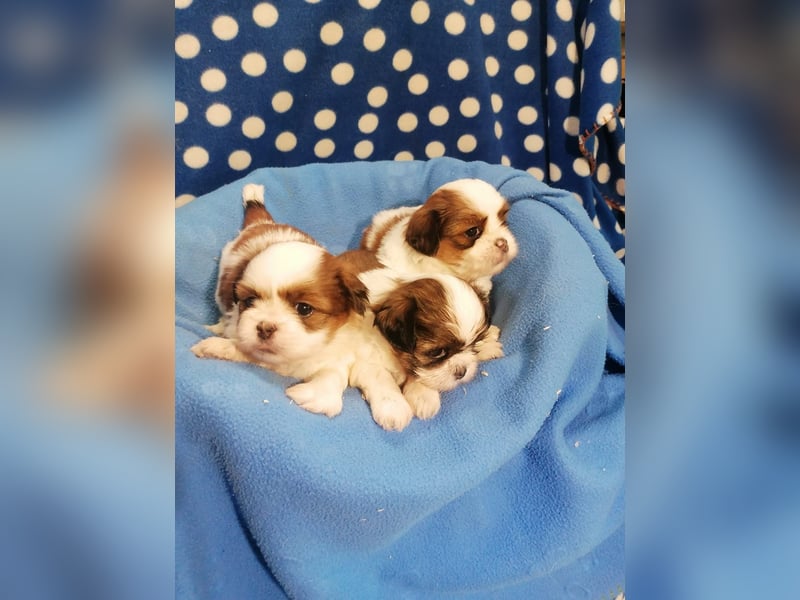 Shih Tzu Welpen