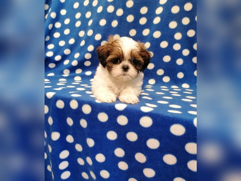 Shih Tzu Welpen