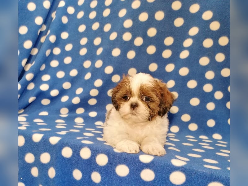 Shih Tzu Welpen