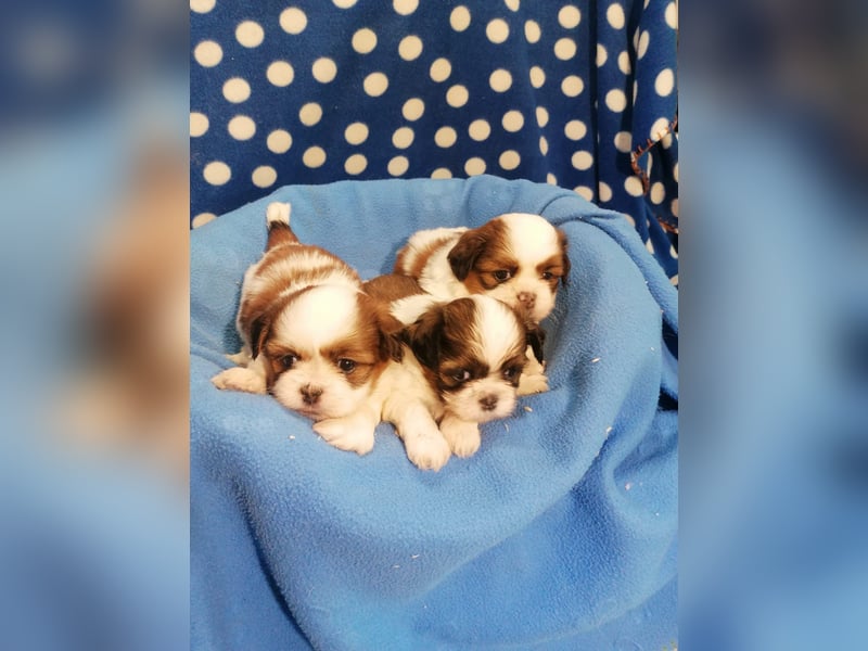 Shih Tzu Welpen