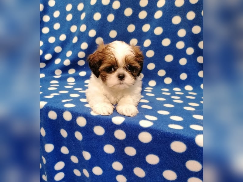 Shih Tzu Welpen