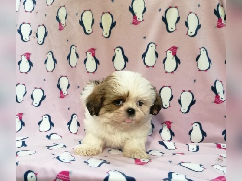 Shih Tzu Welpen