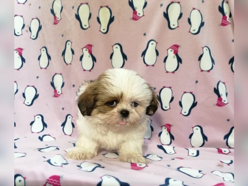 Shih Tzu Welpen