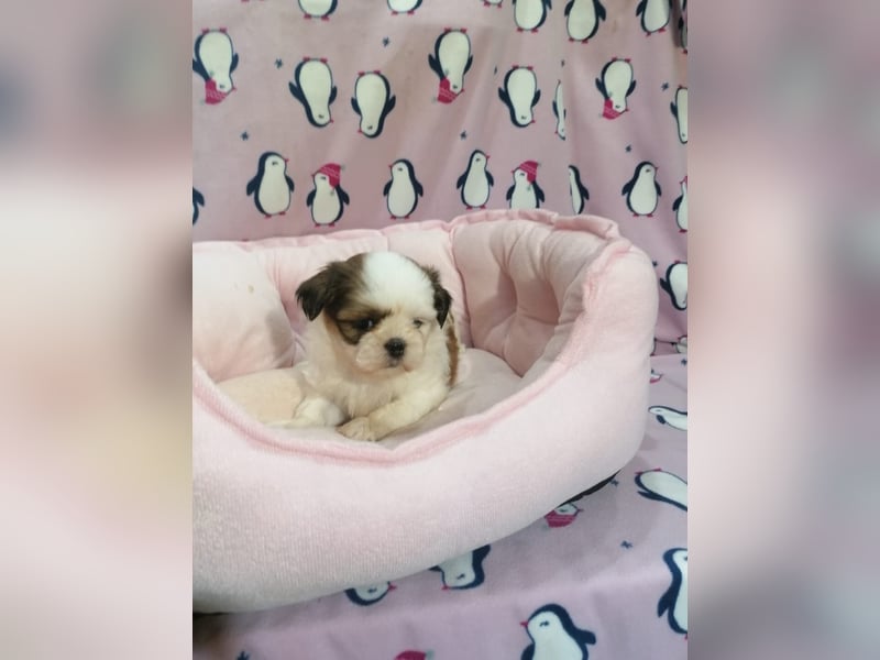 Shih Tzu Welpen