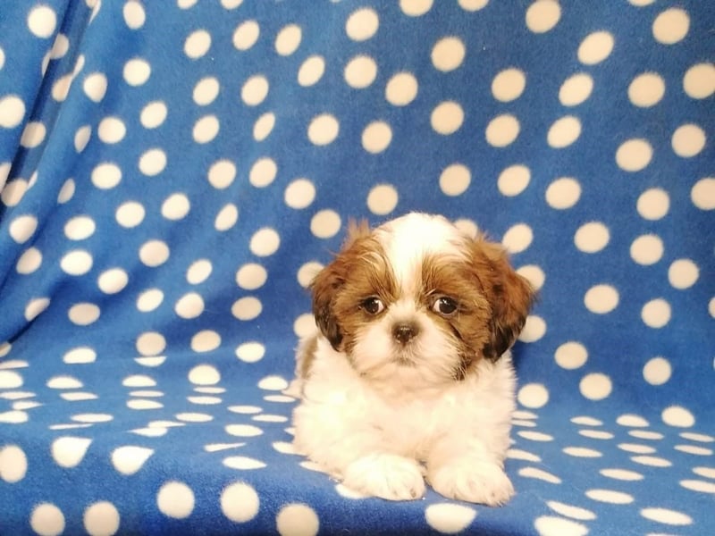 Shih Tzu Welpen