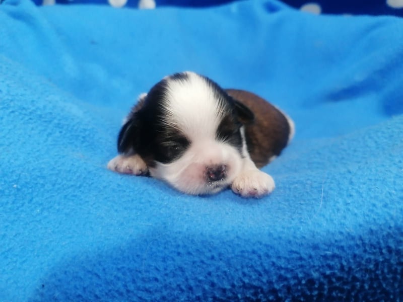 Shih Tzu Welpe Rüde