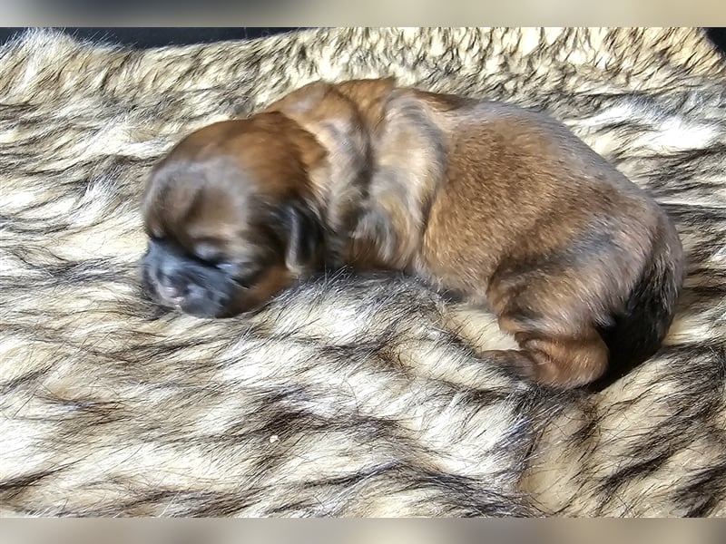 Reinrassige Shih Tzu Welpen