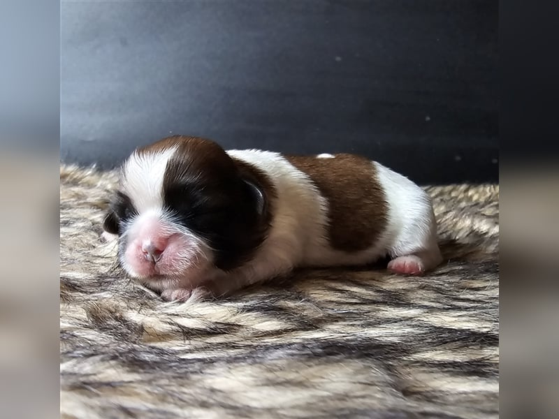 Reinrassige Shih Tzu Welpen