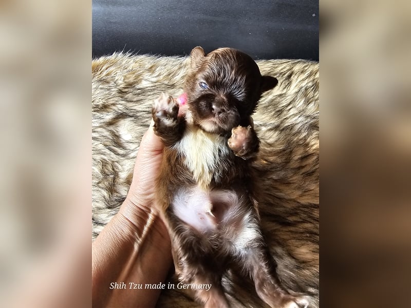 Reinrassige Shih Tzu Welpen