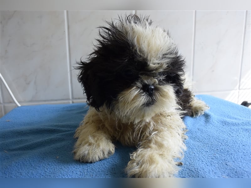 Süße Shih-Tzu Welpen