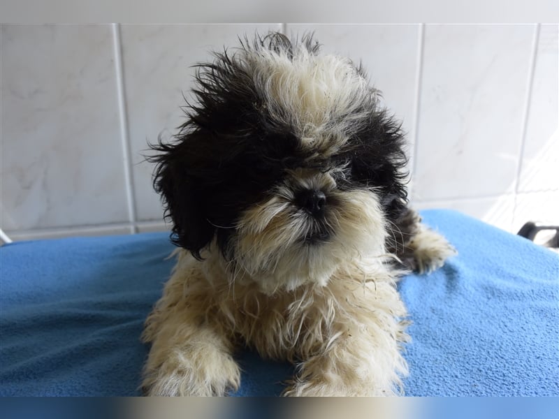 Süße Shih-Tzu Welpen