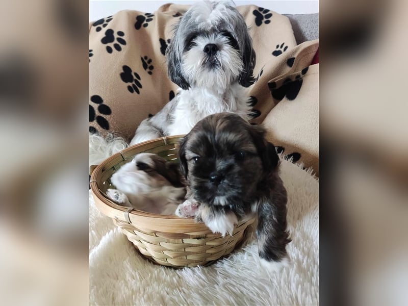 Shih Tzu Welpen suchen ihre Familie