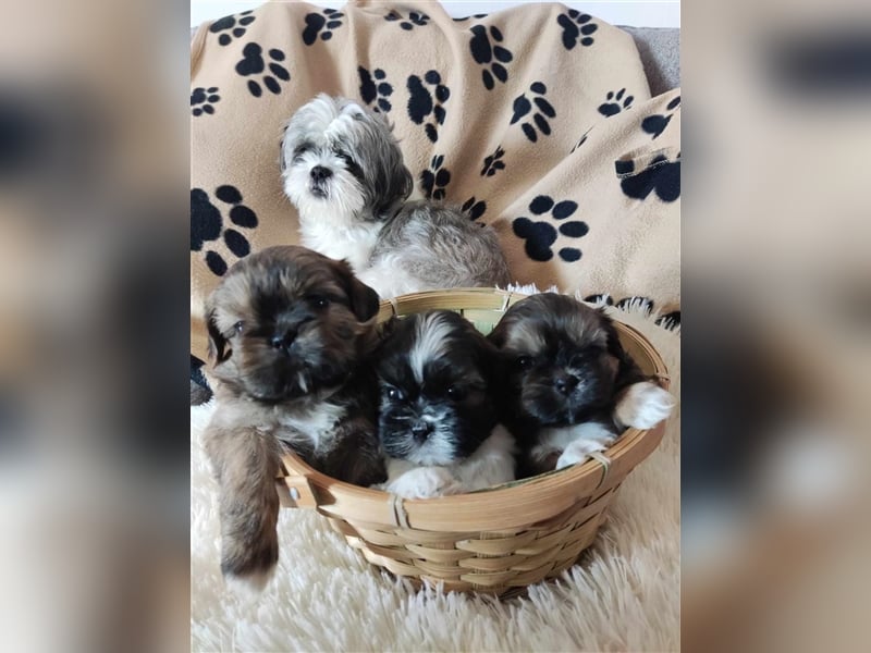 Shih Tzu Welpen suchen ihre Familie