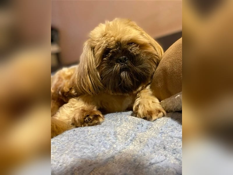 Shih Tzu Welpen suchen ihre Familie