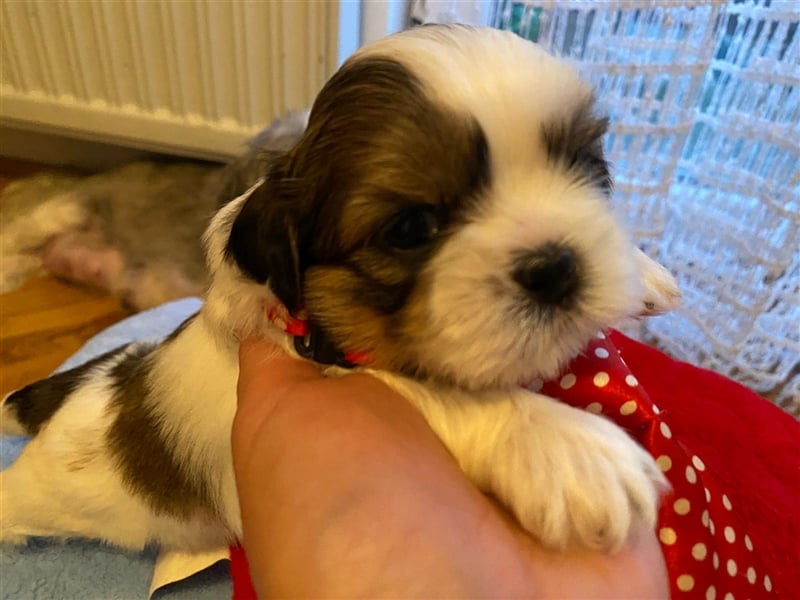 Shih Tzu Welpen suchen ihre Familie