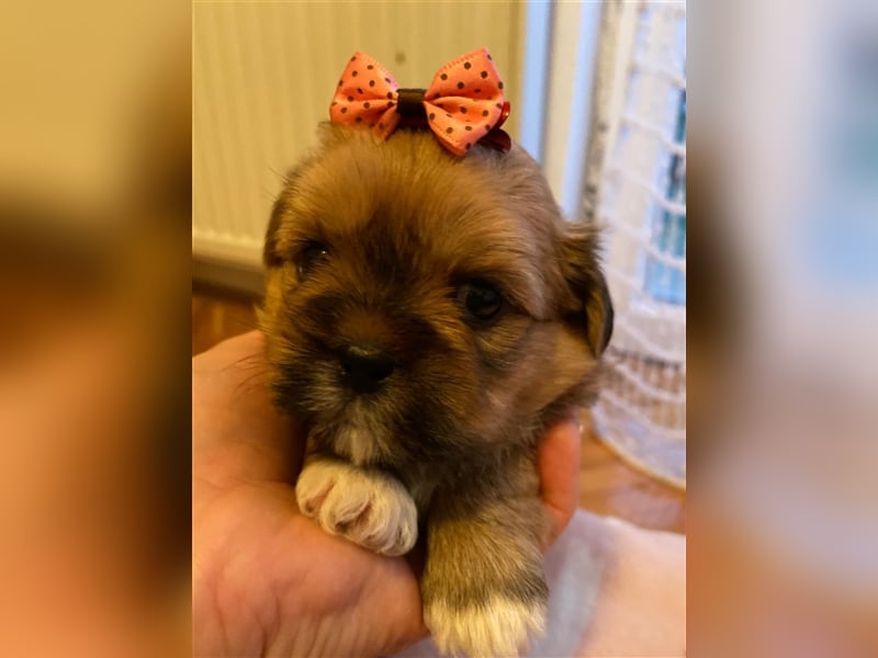 Shih Tzu Welpen suchen ihre Familie