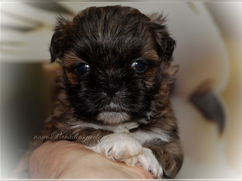 Shih Tzu Welpen