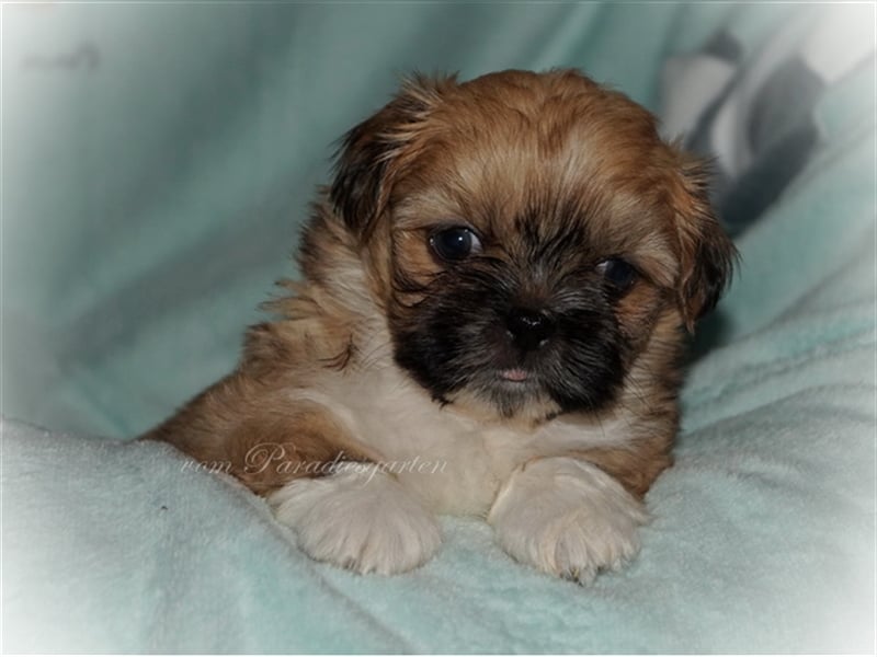 Shih Tzu Welpen